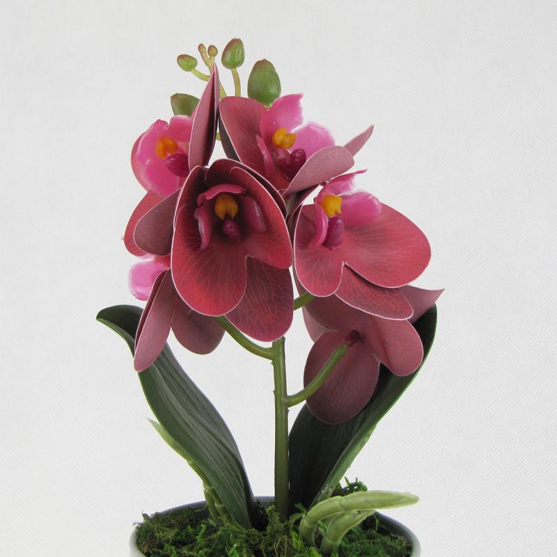 Storczyk w doniczce 27cm